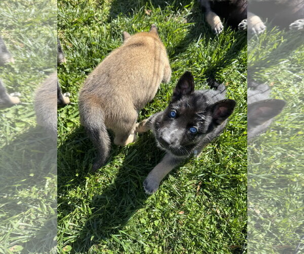 Medium Photo #3 Siberian Husky-Unknown Mix Puppy For Sale in Holly Springs, NC, USA