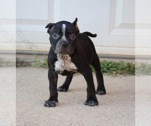American Bully Puppy for sale in CHAMPAIGN, IL, USA