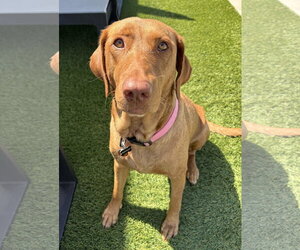 Labrador Retriever-Unknown Mix Dogs for adoption in Fort Worth, TX, USA