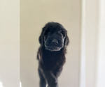Small #5 Goldendoodle