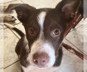 Sheprador Dogs for adoption in Los Lunas, NM, USA