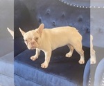 Small Photo #12 French Bulldog Puppy For Sale in CHICAGO, IL, USA