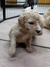 Medium Goldendoodle