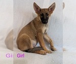 Puppy Puppy 2 German Shepherd Dog