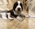 Small Photo #2 English Springer Spaniel Puppy For Sale in JEANNETTE, PA, USA