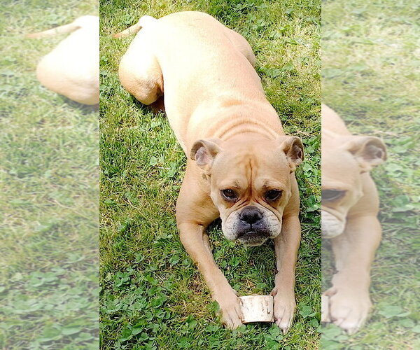 Medium Photo #3 Boston Terrier-Boxer Mix Puppy For Sale in Mount Airy, NC, USA