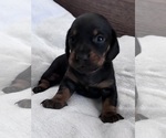 Small #1 Dachshund