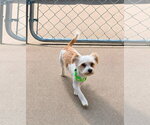 Small #3 Havanese Mix