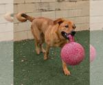 Small #9 Mastador