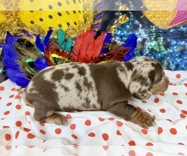 Medium Photo #15 Dachshund Puppy For Sale in CASSVILLE, MO, USA