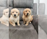 Small #4 English Cream Golden Retriever