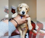 Small Photo #3 Goldendoodle Puppy For Sale in WINDER, GA, USA