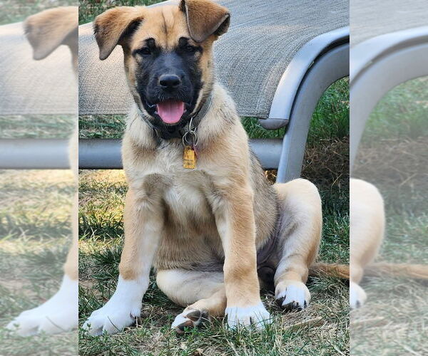 Medium Photo #1 Bullmastiff-Unknown Mix Puppy For Sale in Bellingham, WA, USA