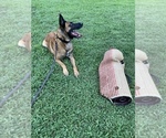 Small Photo #7 Belgian Malinois Puppy For Sale in GREENVILLE, SC, USA