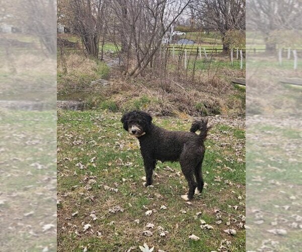 Medium Photo #1 Bernedoodle (Miniature)-Labrador Retriever Mix Puppy For Sale in LEBANON, PA, USA