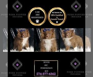 Medium Pomeranian