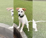 Small #3 Mutt