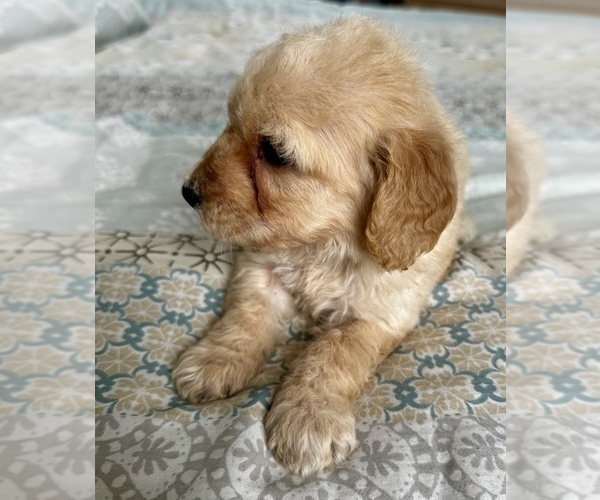 Medium Photo #9 Goldendoodle (Miniature) Puppy For Sale in PENSACOLA, FL, USA