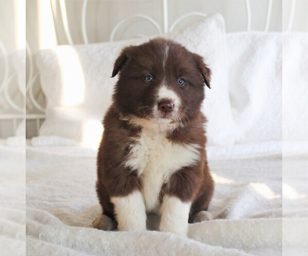Medium Photo #1 Border Collie Puppy For Sale in KINZERS, PA, USA
