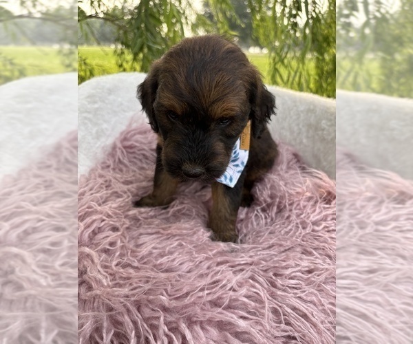 Medium Photo #8 Goldendoodle Puppy For Sale in CLARKSVILLE, TX, USA