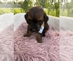 Small Photo #8 Goldendoodle Puppy For Sale in CLARKSVILLE, TX, USA