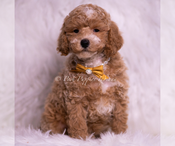Medium Photo #39 Poodle (Miniature) Puppy For Sale in WARSAW, IN, USA