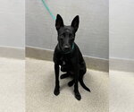 *FLOWER - Female Mutt Dog for Adoption - Small photo