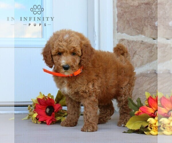 Medium Photo #3 Goldendoodle (Miniature) Puppy For Sale in GORDONVILLE, PA, USA