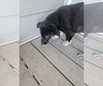 Puppy Blue German Shepherd Dog-Siberian Husky Mix