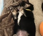 Puppy Kira Shiba Inu
