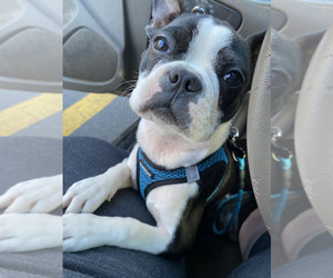 Boston Terrier Puppy for sale in CORNELIA, GA, USA
