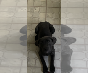 Cane Corso Puppy for sale in WATERBURY, CT, USA