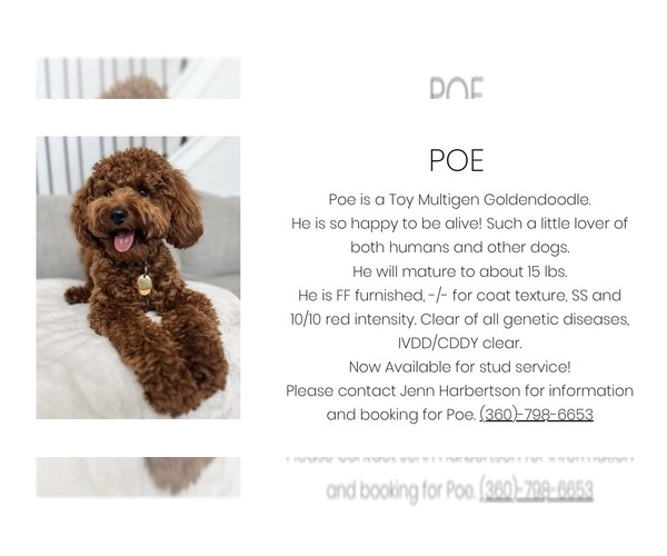 Medium Photo #1 Goldendoodle (Miniature) Puppy For Sale in SAINT JAMES, MO, USA
