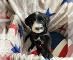 Small #2 Australian Labradoodle-Bernedoodle Mix