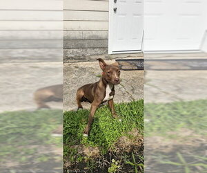 American Pit Bull Terrier-Unknown Mix Dogs for adoption in Pasadena, TX, USA