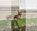 Small American Pit Bull Terrier Mix