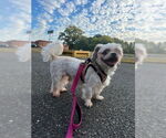 Small #3 Shih Tzu