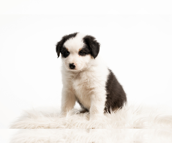 Medium Photo #3 Australian Shepherd Puppy For Sale in Trebisov, Kosicky, Slovakia