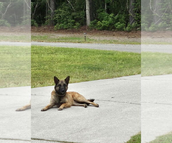 Medium Photo #1 Mutt Puppy For Sale in Stevens Point, WI, USA