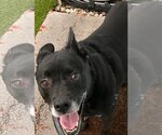 Small Photo #12 Labrador Retriever-Unknown Mix Puppy For Sale in Pompano Beach , FL, USA
