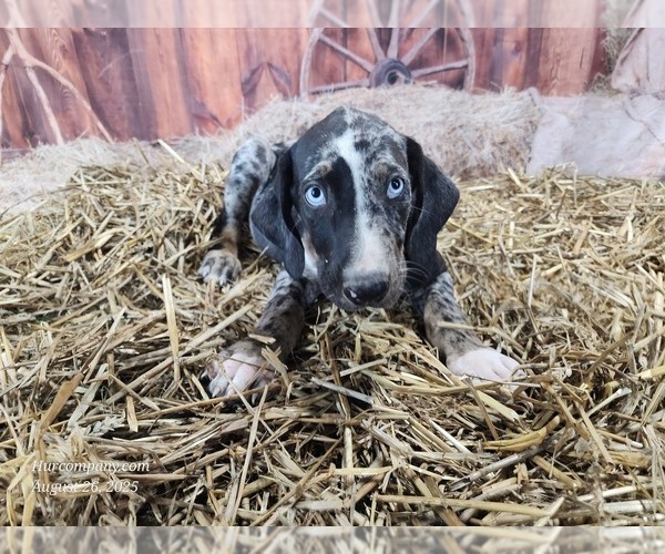 Medium Photo #6 Catahoula Leopard Dog Puppy For Sale in CUMBY, TX, USA