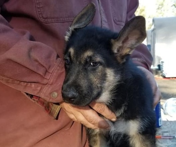 Medium Photo #5 German Shepherd Dog Puppy For Sale in SHERIDAN, OR, USA