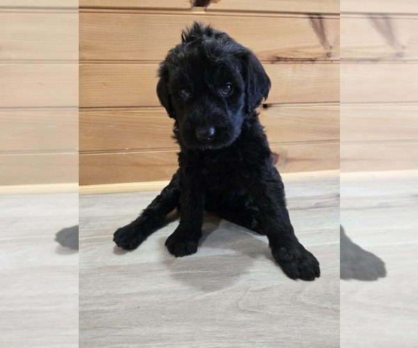 Medium Photo #1 Labradoodle Puppy For Sale in WILLIAMSTOWN, KY, USA