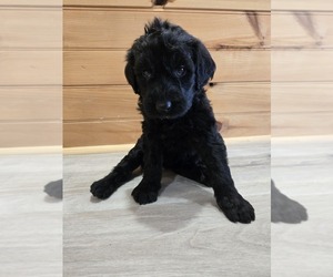 Labradoodle Puppy for sale in WILLIAMSTOWN, KY, USA