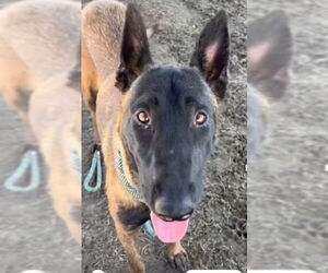 Mutt Dogs for adoption in Imlay City, MI, USA