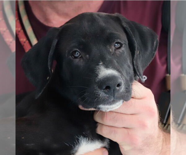 Medium Photo #1 Boxador Puppy For Sale in Pasadena, CA, USA