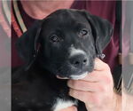 Small Boxador