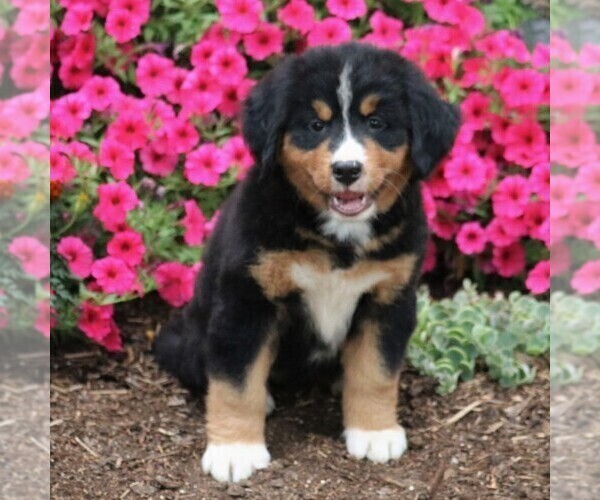 Medium Photo #1 Bernese Mountain Dog Puppy For Sale in QUARRYVILLE, PA, USA