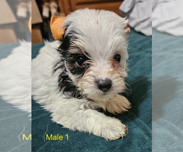 Medium Photo #8 Yorkshire Terrier Puppy For Sale in CONKLIN, NY, USA