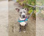 Small #1 American Pit Bull Terrier